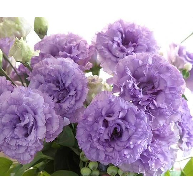 Plantines de Lisianthus