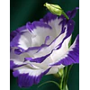 Plantines de Lisianthus