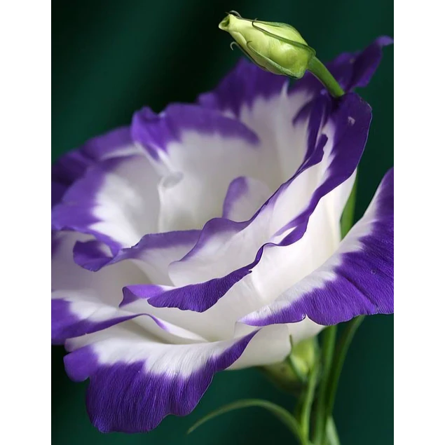 Plantines de Lisianthus