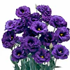 Plantines de Lisianthus