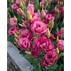 Plantines de Lisianthus