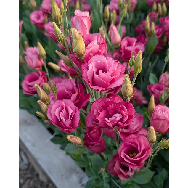 Plantines de Lisianthus