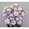 Plantines de Lisianthus