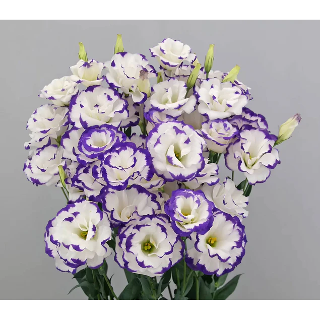 Plantines de Lisianthus