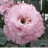 Plantines de Lisianthus