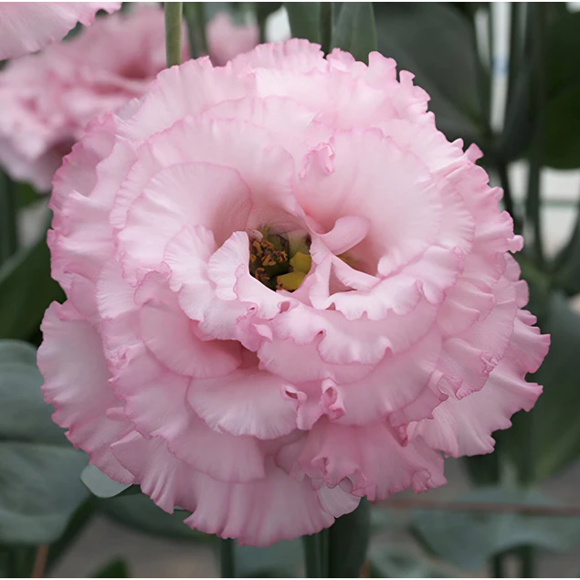 Plantines de Lisianthus