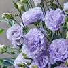 Plantines de Lisianthus