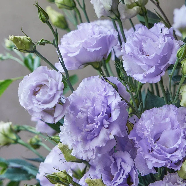 Plantines de Lisianthus