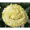 Plantines de Lisianthus