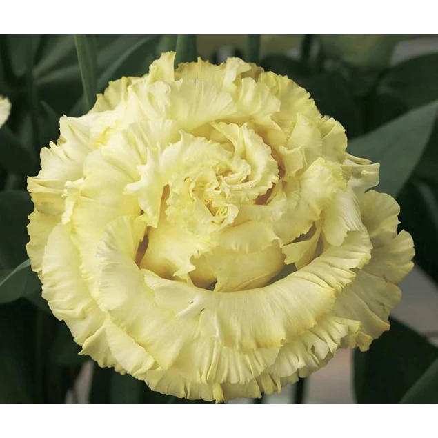 Plantines de Lisianthus