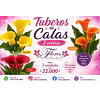 Tuberos de Calas 2026
