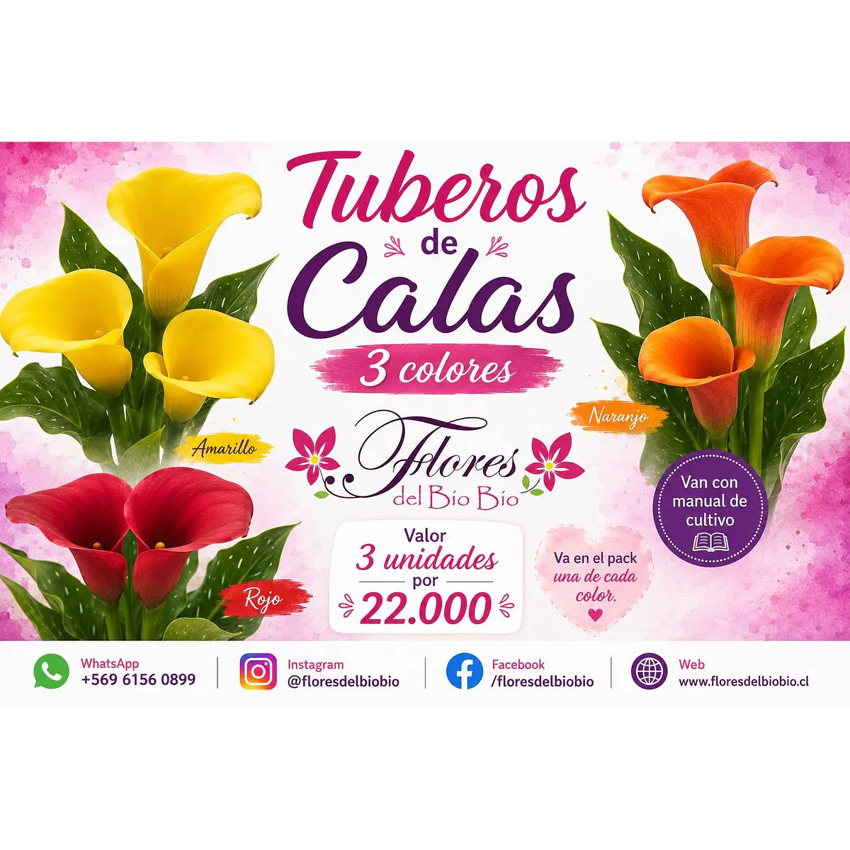 Tuberos de Calas 2026