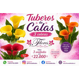 Tuberos de Calas 2026