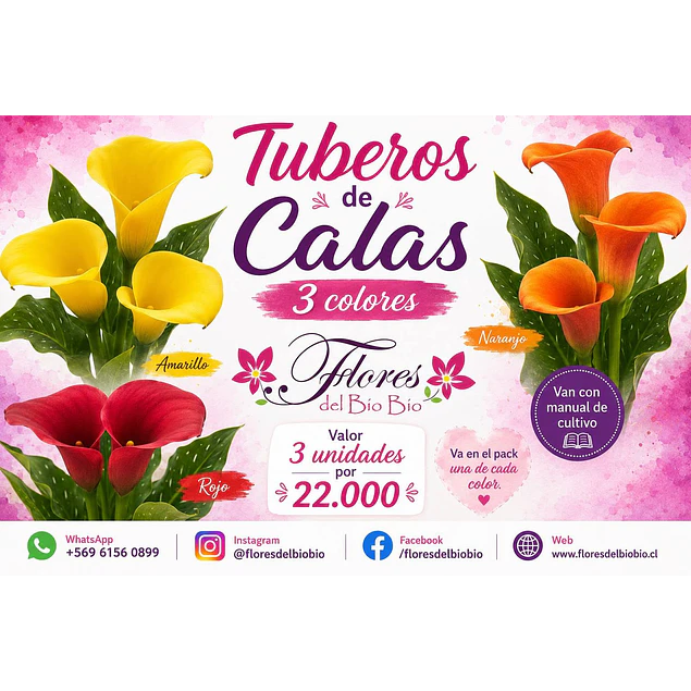 Tuberos de Calas 2026