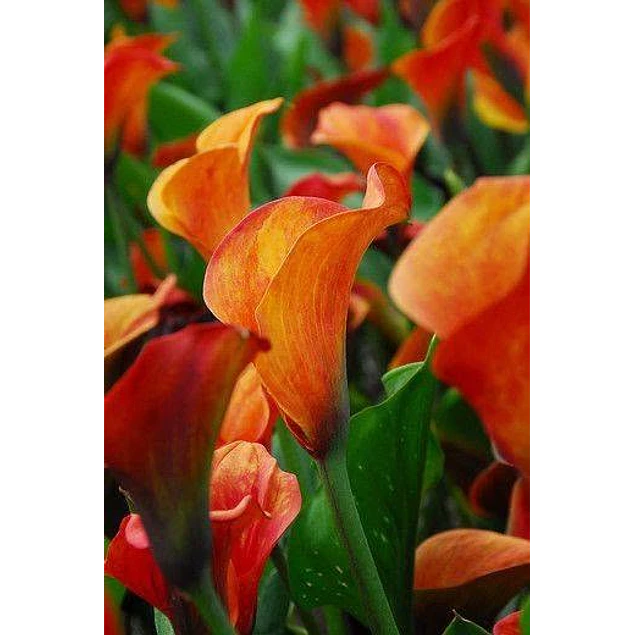Tuberos de Calas 2026