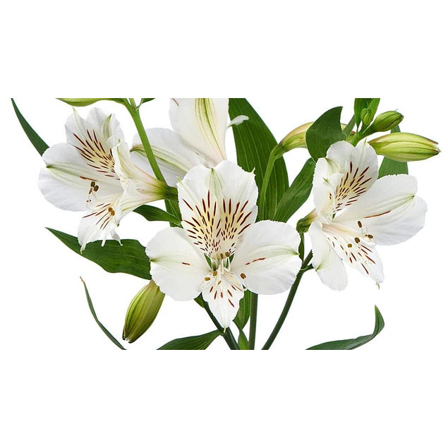 Rizomas de Alstroemerias