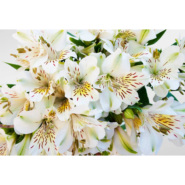 Rizomas de Alstroemerias