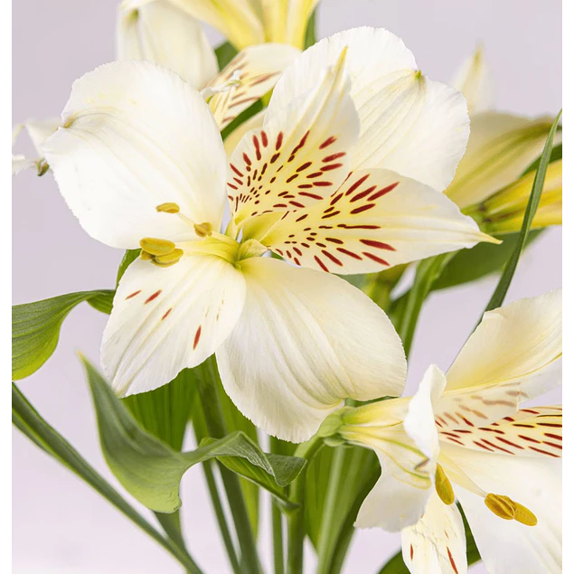Rizomas de Alstroemerias