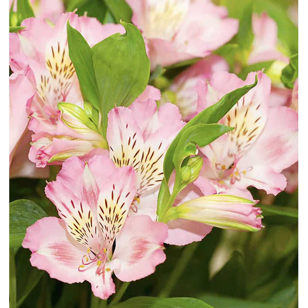 Rizomas de Alstroemerias
