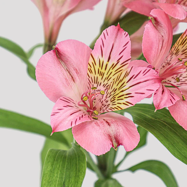 Rizomas de Alstroemerias