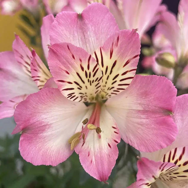 Rizomas de Alstroemerias