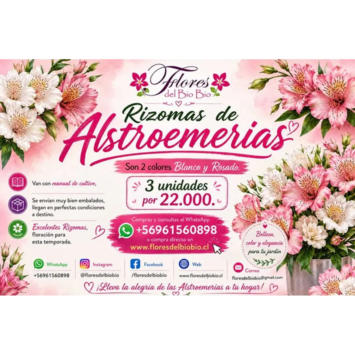 Rizomas de Alstroemerias