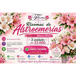 Rizomas de Alstroemerias