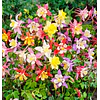 Plantines Varios de Flores
