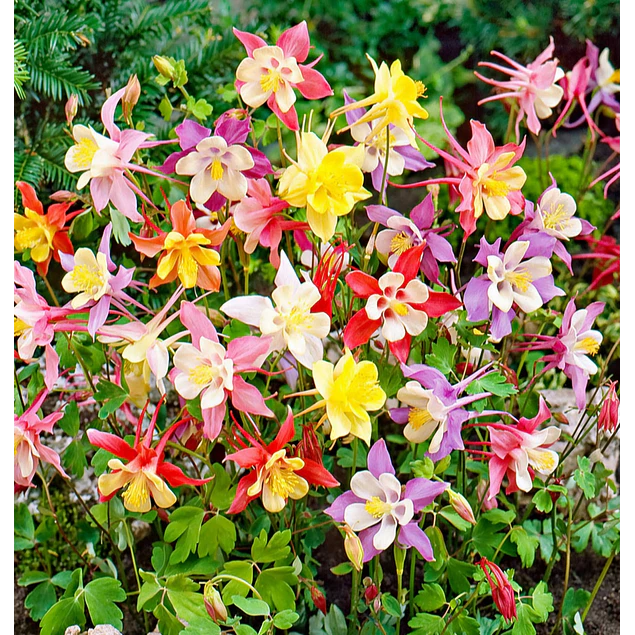 Plantines Varios de Flores