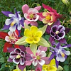 Plantines Varios de Flores