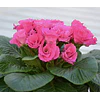Plantines Varios de Flores