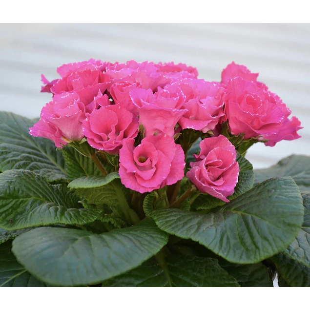 Plantines Varios de Flores