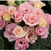 Plantines Varios de Flores