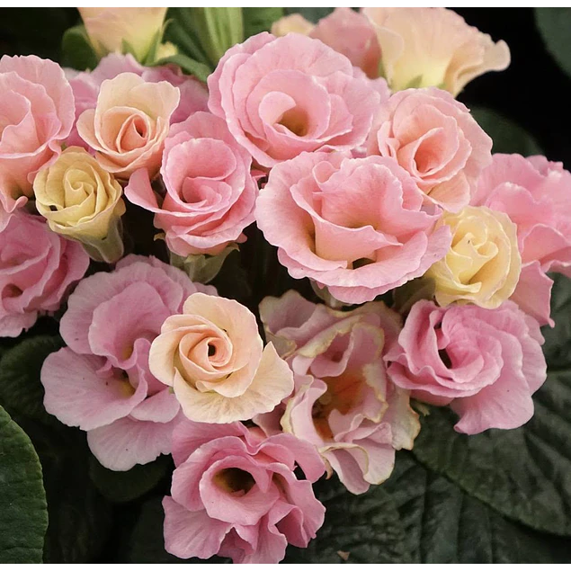 Plantines Varios de Flores