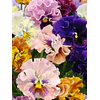 Plantines Varios de Flores