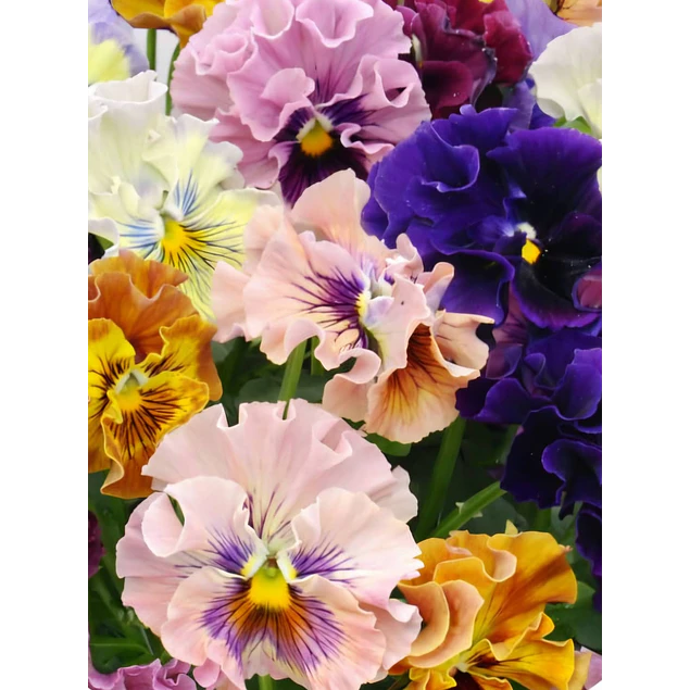 Plantines Varios de Flores