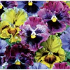 Plantines Varios de Flores