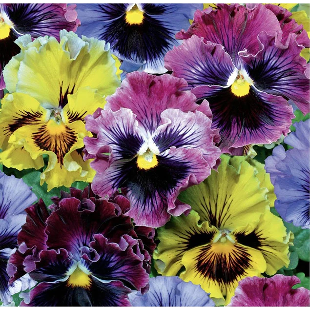 Plantines Varios de Flores
