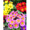 Plantines Varios de Flores