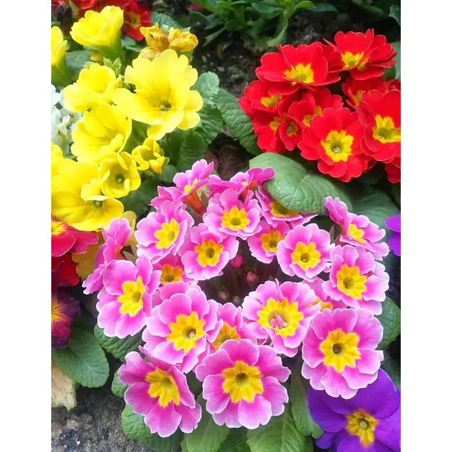Plantines Varios de Flores