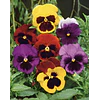 Plantines Varios de Flores
