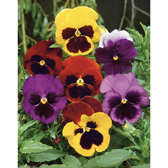 Plantines Varios de Flores