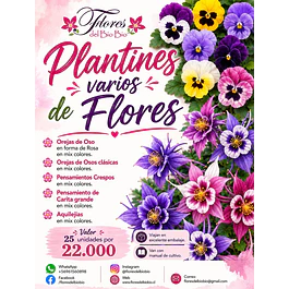 Plantines Varios de Flores