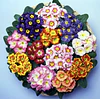 Plantines Varios de Flores
