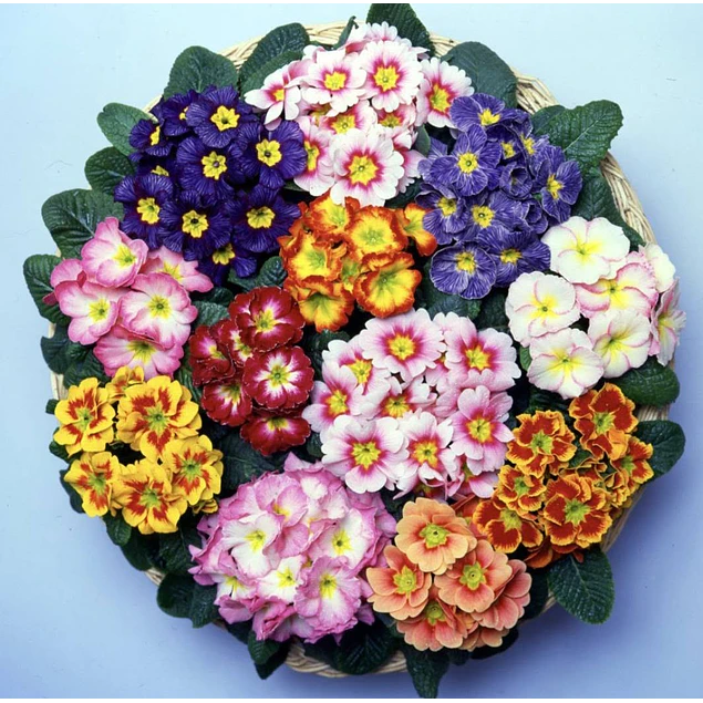 Plantines Varios de Flores