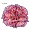 Plantas de Clavel 