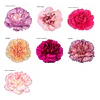 Plantas de Clavel 