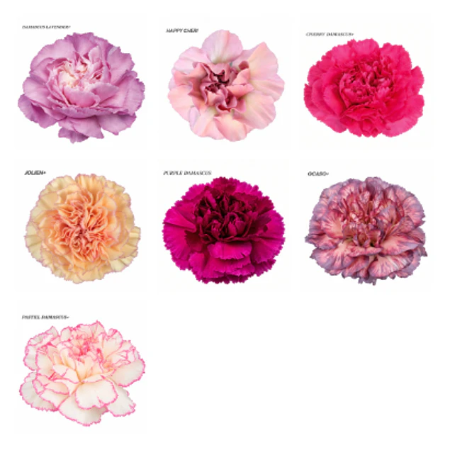 Plantas de Clavel 