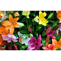 Liliums