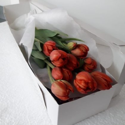 CAJA DE 10 TULIPANES
